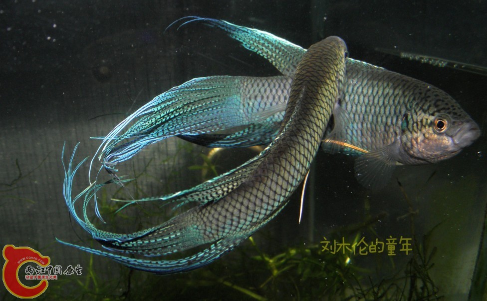 QQ图片20130705151208.jpg