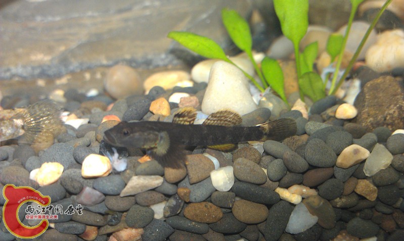 蹲守很久，一直没拍到吼的样子，无奈