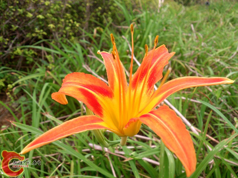 DSC_0415_副本.jpg