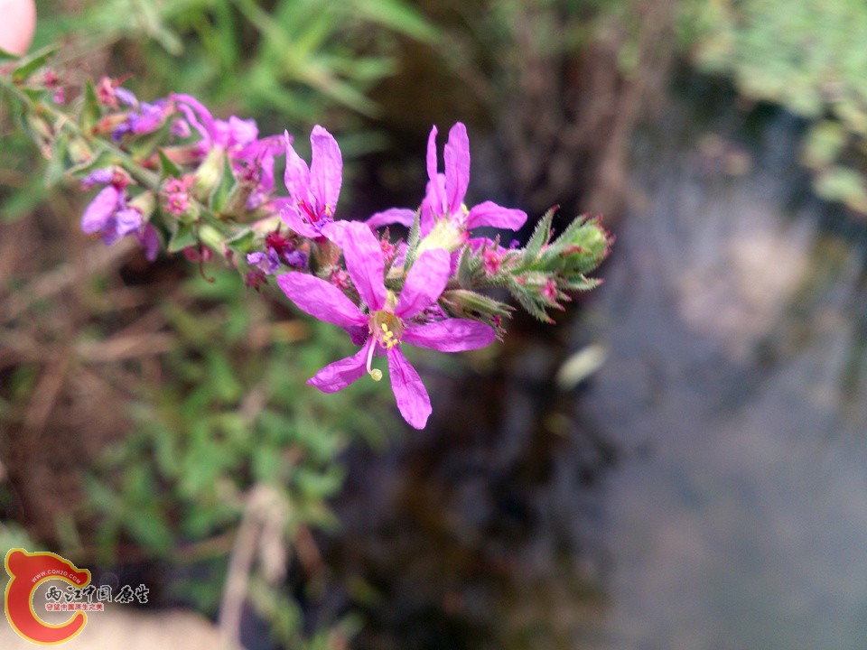 DSC_0425_副本.jpg