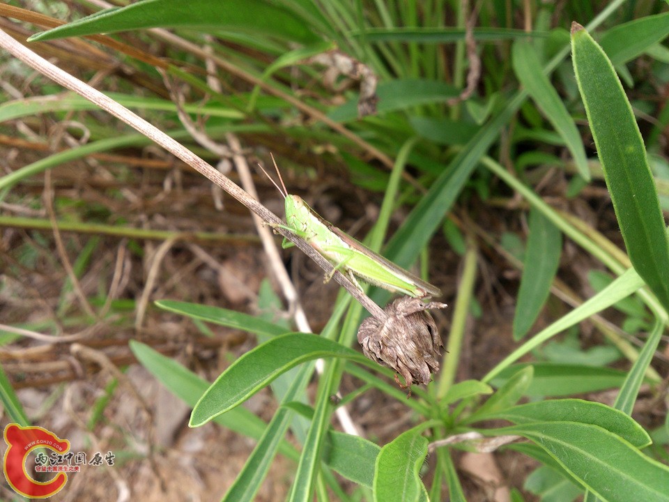 DSC_0436_副本.jpg