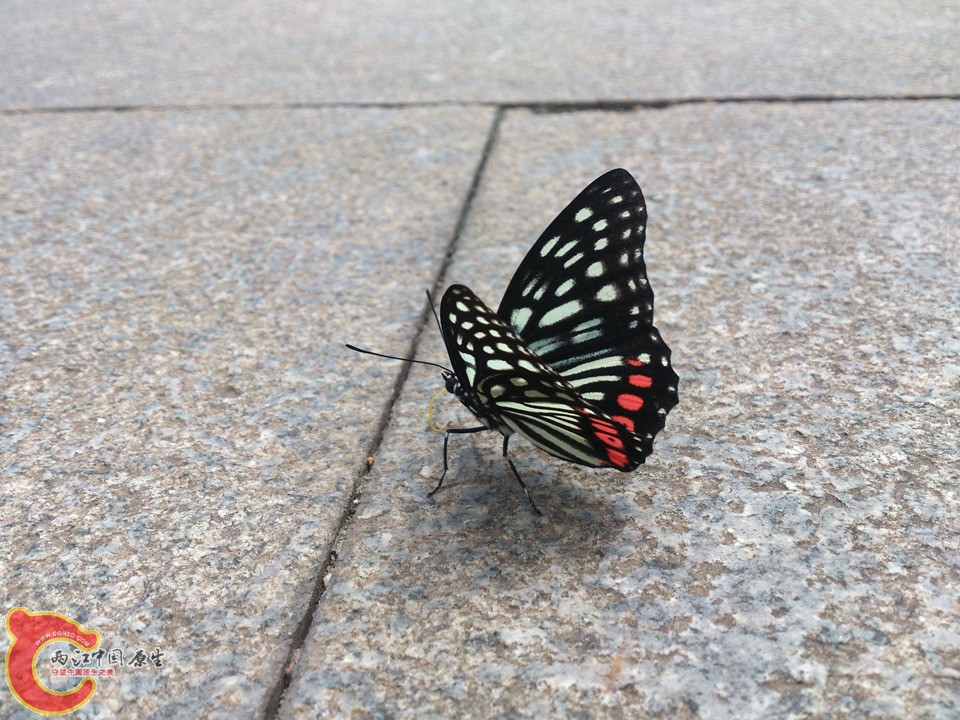 DSC_0454_副本.jpg
