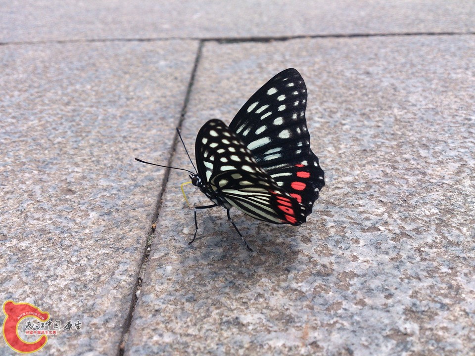 DSC_0455_副本.jpg