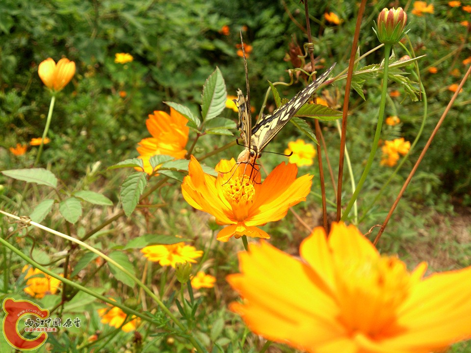 DSC_0472_副本.jpg