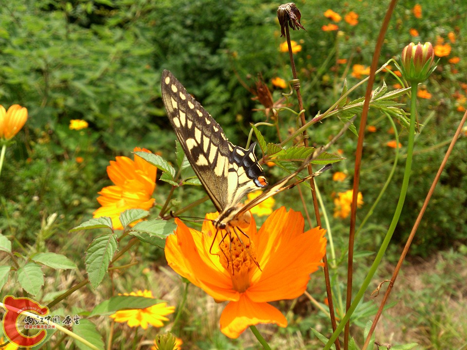 DSC_0473_副本.jpg