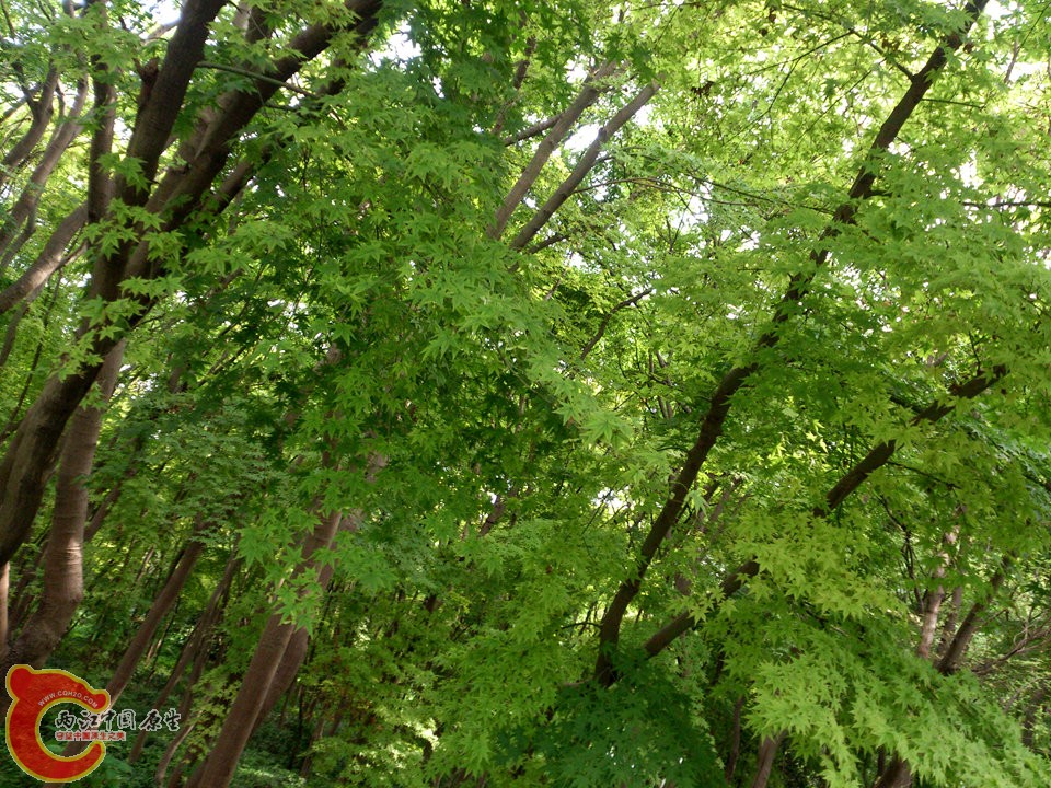 DSC_0502_副本.jpg