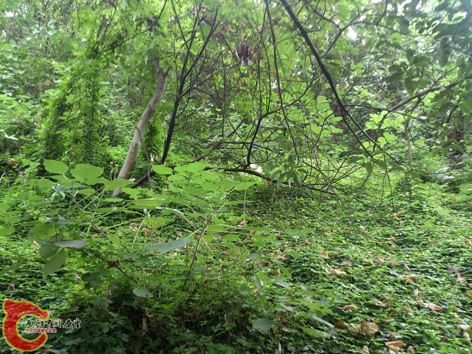 DSC_0506_副本.jpg