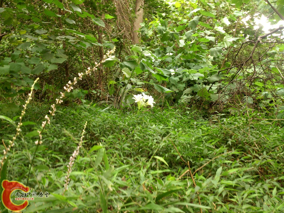DSC_0515_副本.jpg