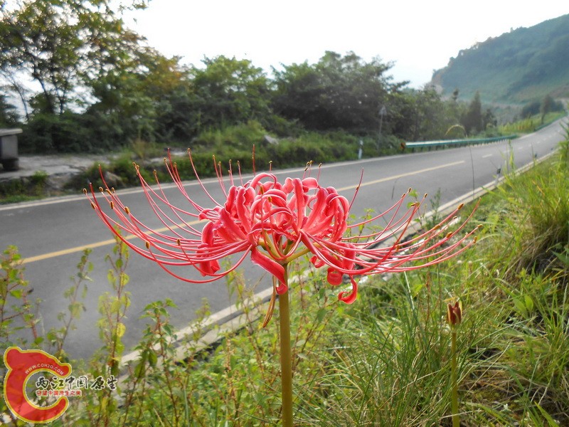 DSCN1285.jpg