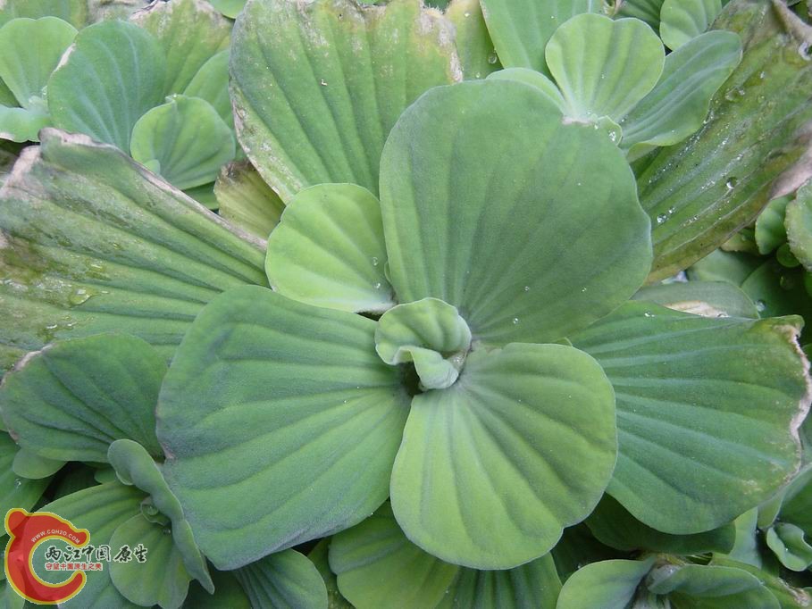 水芙蓉  大萍