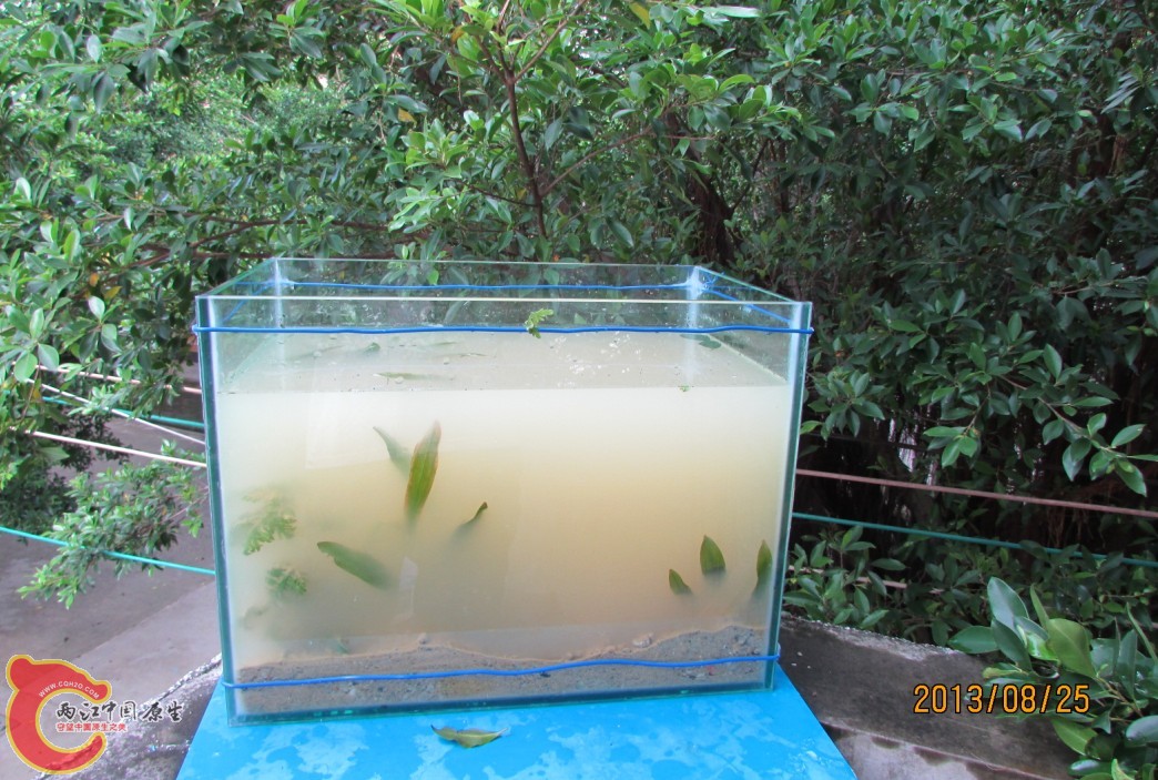 鱼缸试水.jpg 鱼缸试水.jpg