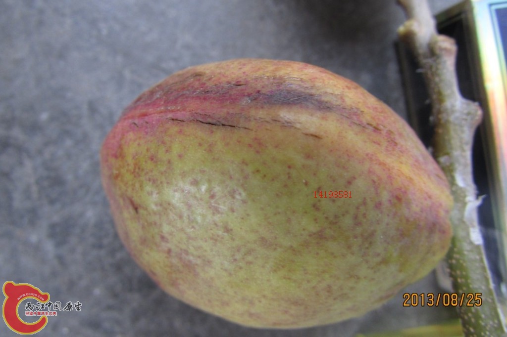 果子微拍.jpg 果子微拍.jpg