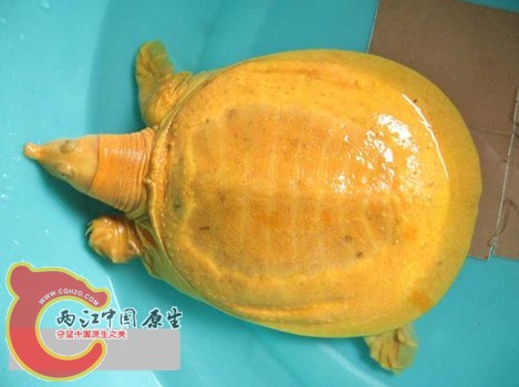 甲鱼.jpg