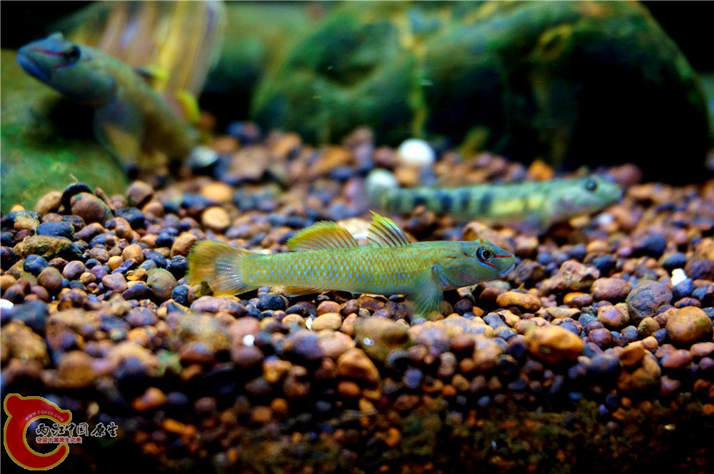 明潭 换14.jpg 明潭 换14.jpg