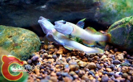 明潭 换16.jpg 明潭 换16.jpg