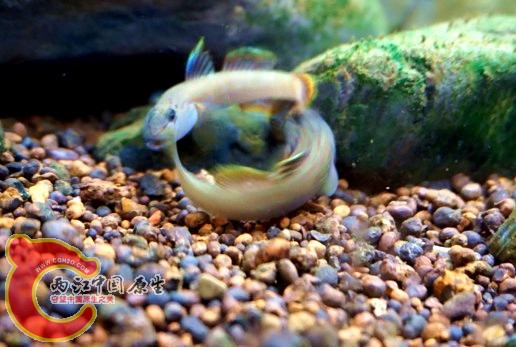 明潭 换17.jpg 明潭 换17.jpg