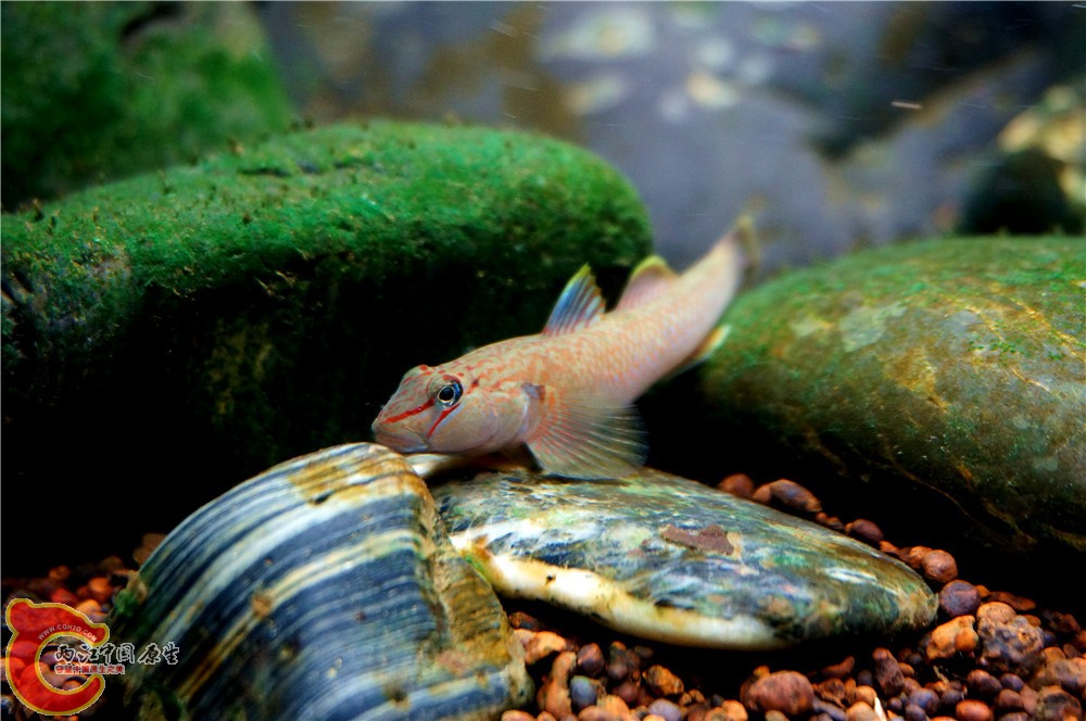 明潭 换19.jpg 明潭 换19.jpg