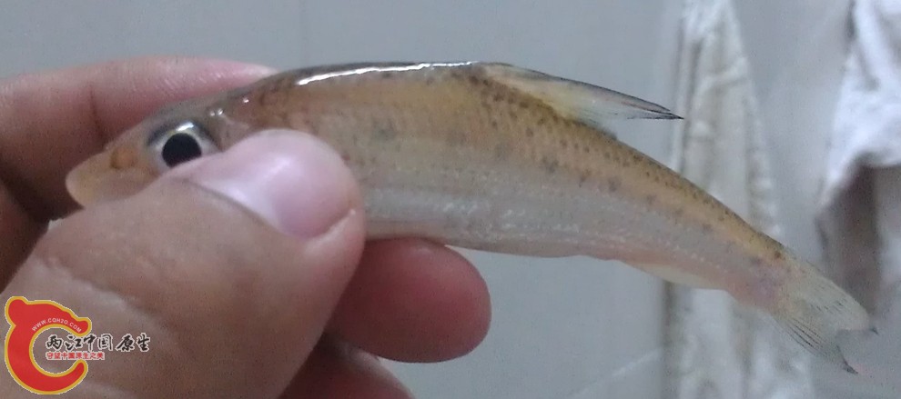 新手求解