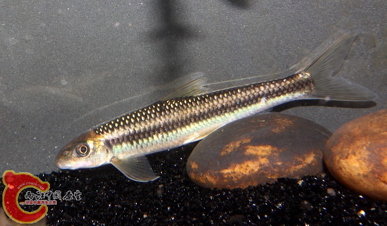 Rectoris posehensis（直口鲮）.jpg