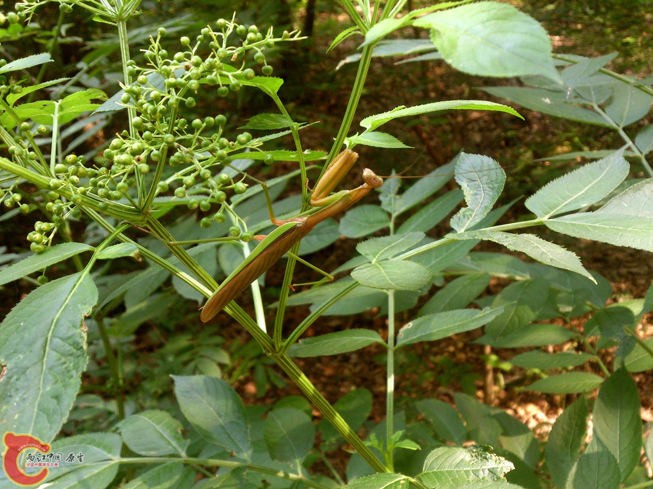 DSC_0547_副本.jpg
