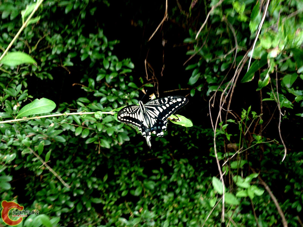 DSC_0599_副本.jpg