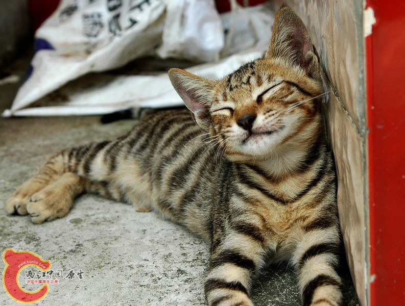 DSC_2218_副本.jpg