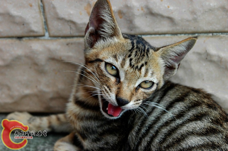DSC_2229_副本.jpg