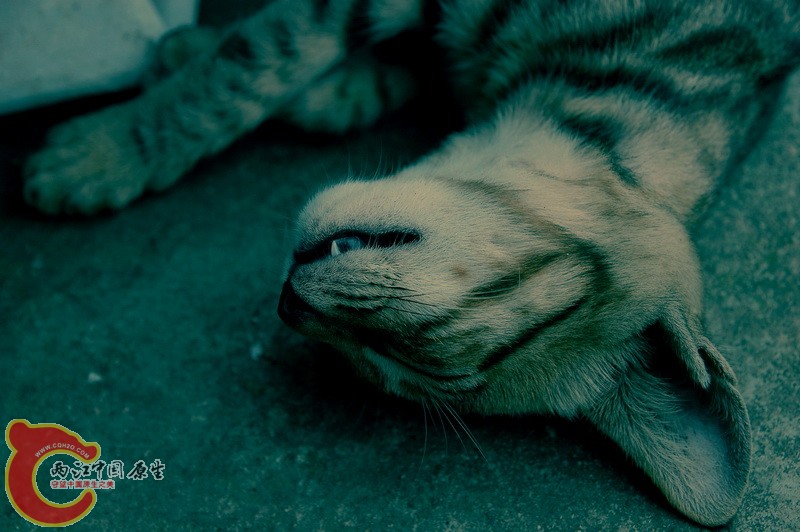 DSC_2371_副本.jpg