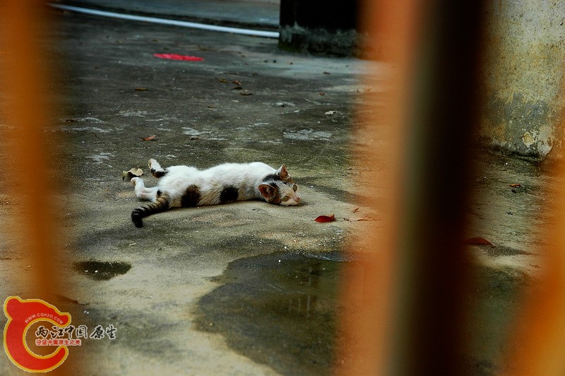 DSC_2386_副本.jpg