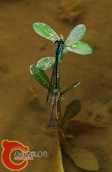 DSC_2306_副本.jpg