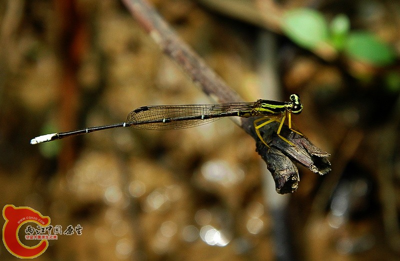 DSC_2318_副本.jpg
