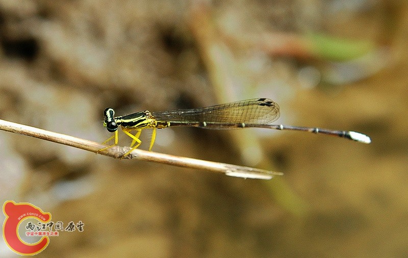 DSC_2321_副本.jpg