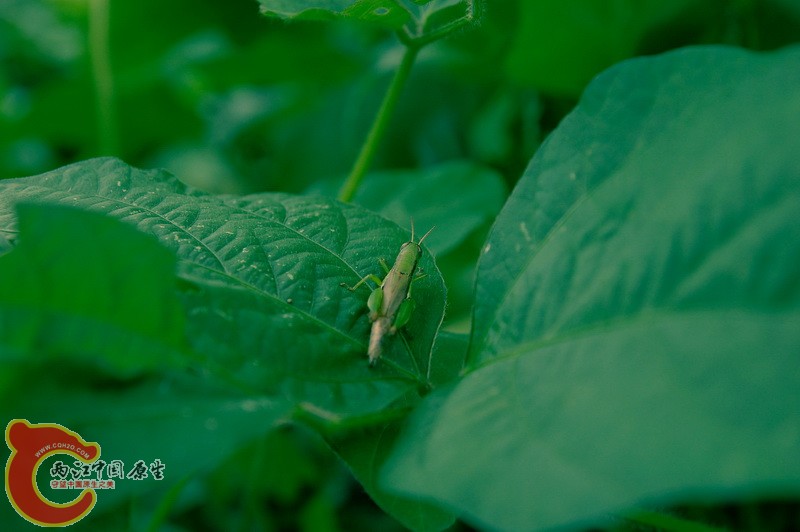DSC_2327_副本.jpg