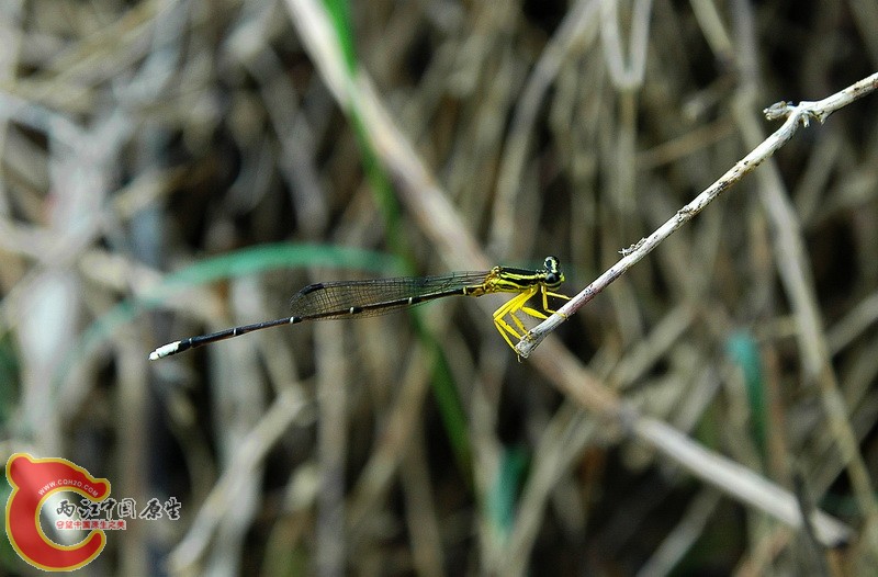 DSC_2328_副本.jpg