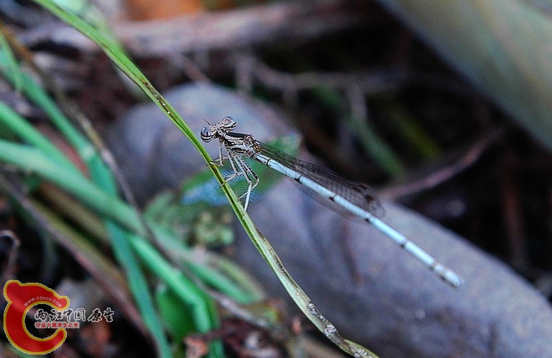 DSC_2331_副本.jpg