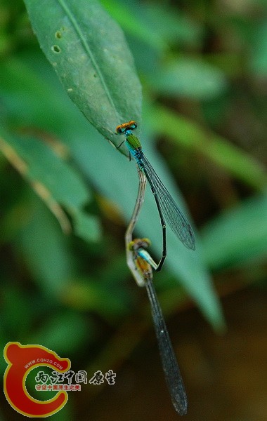 DSC_2341_副本.jpg