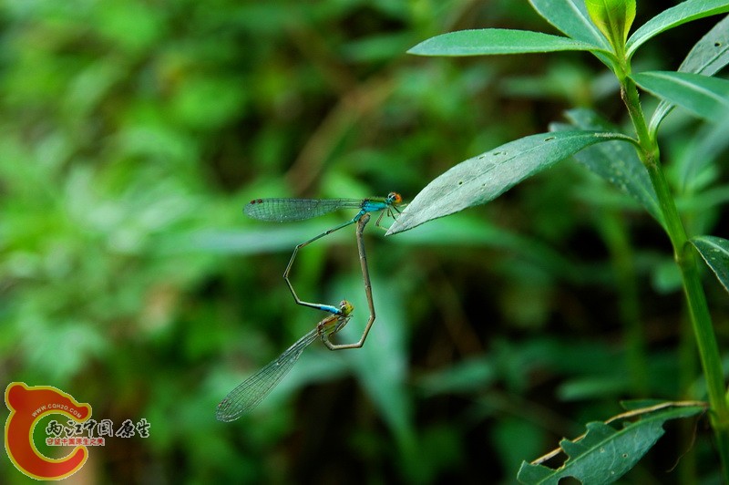 DSC_2342_副本.jpg