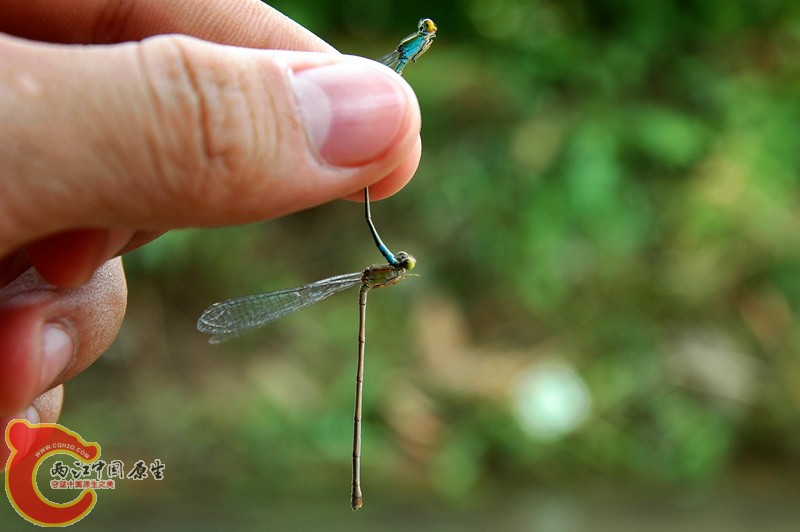 DSC_2363_副本.jpg