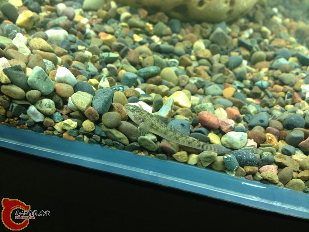 IMG_0038.JPG IMG_0038.JPG