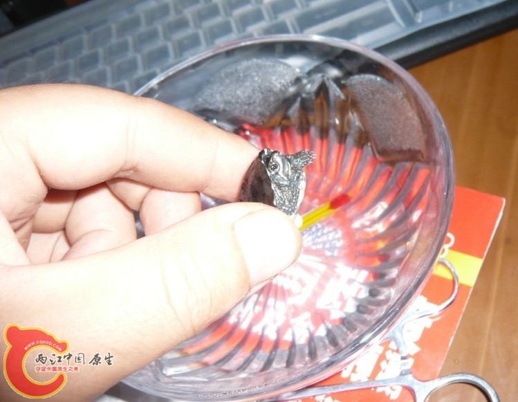 受刺激了，放出麝香腺体的臭味