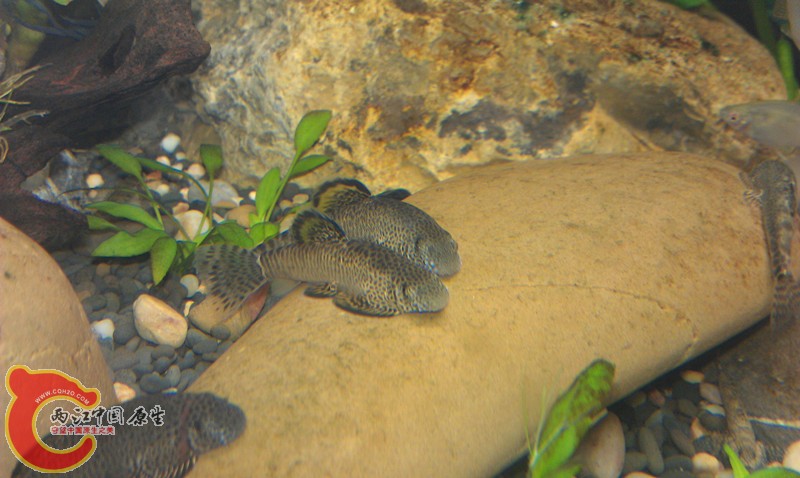 IMAG0983_副本.jpg