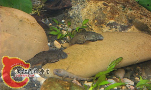 IMAG0984_副本_副本.jpg