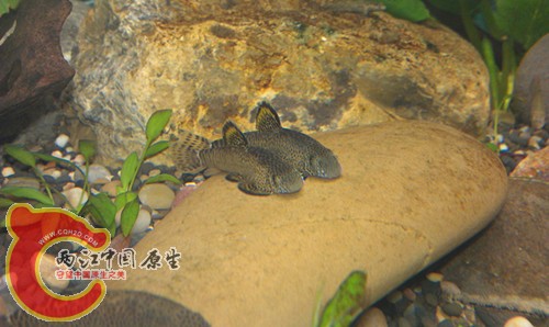 imag0991_副本_副本_副本.jpg