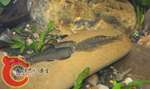 imag0998_副本_副本.jpg