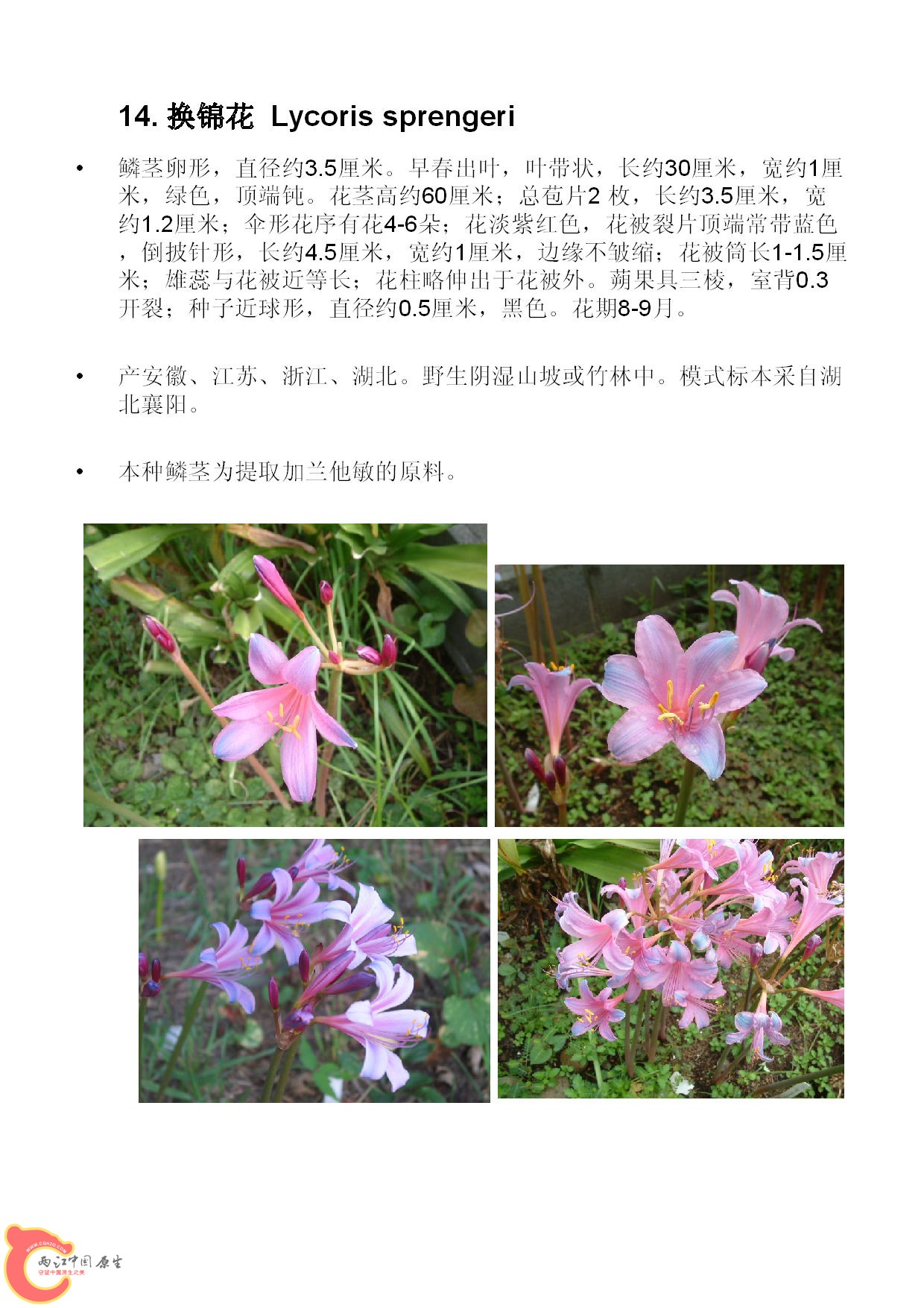 Lycoris 图文版-016_副本.jpg