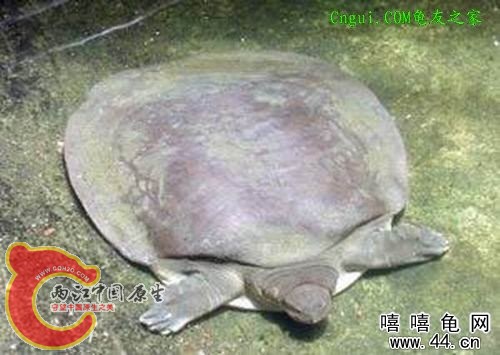 135G3951Q30-144G9.jpg