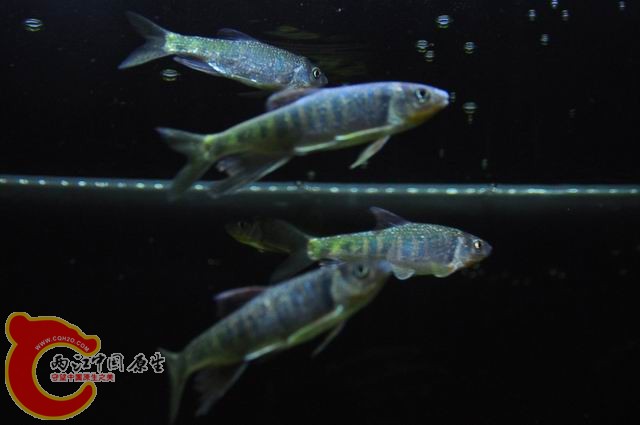 调整大小 DSC_1485.JPG