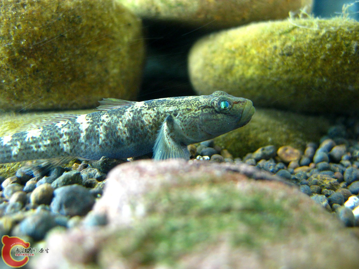 不晓得是不是母神农，跟另外的神农表现不太一样，大家鉴定一下~