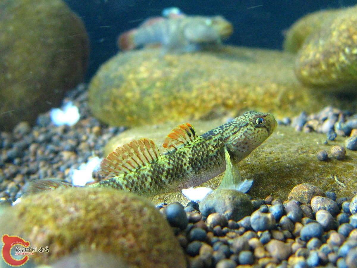 自家繁殖，一年不到，体长3.5厘米左右。戴氏