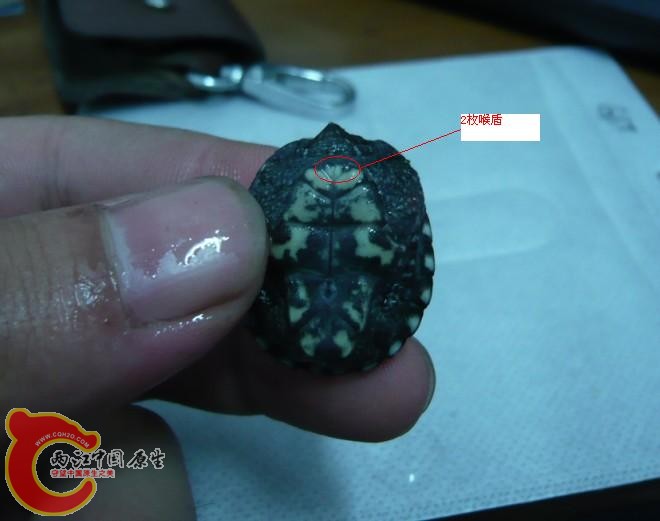 2枚喉盾的（3）.JPG